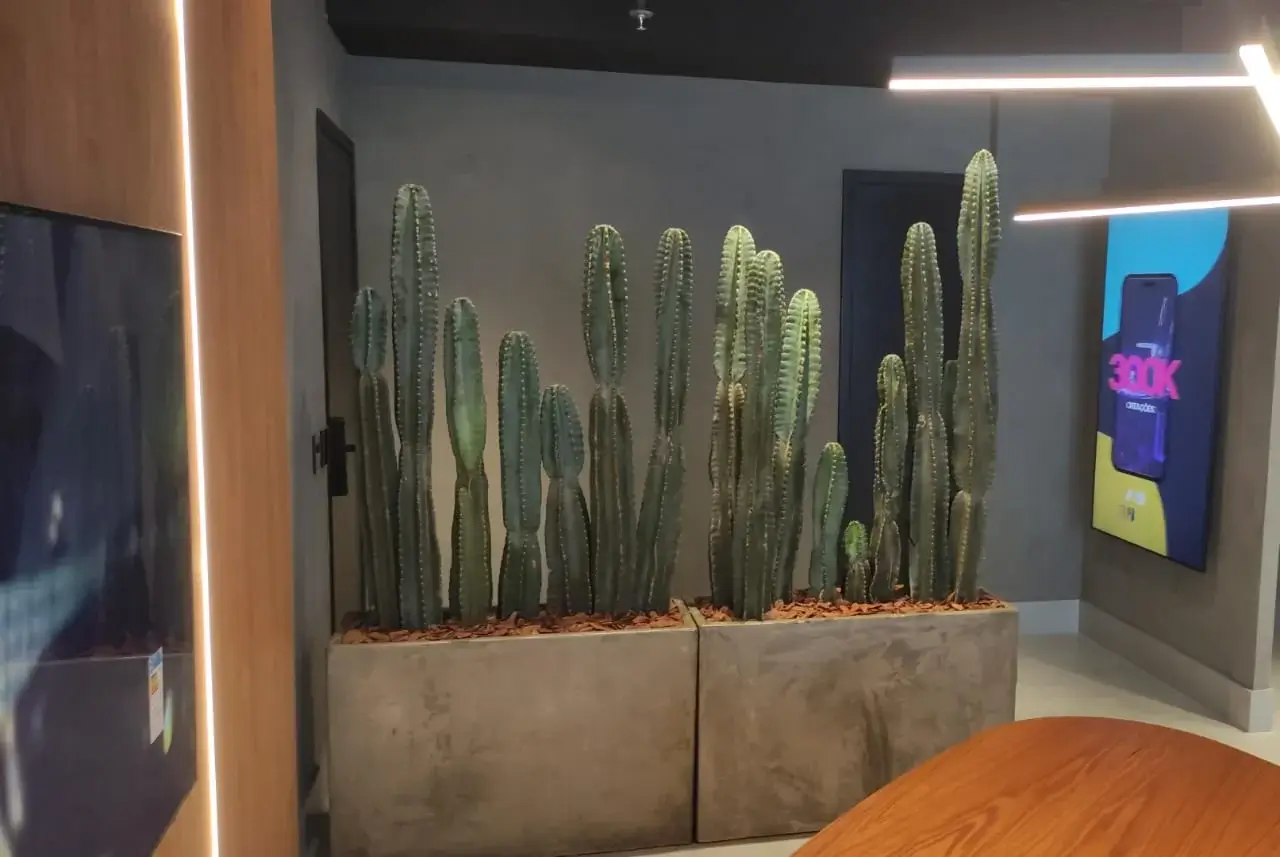 Arranjo de vasos com plantas verdes