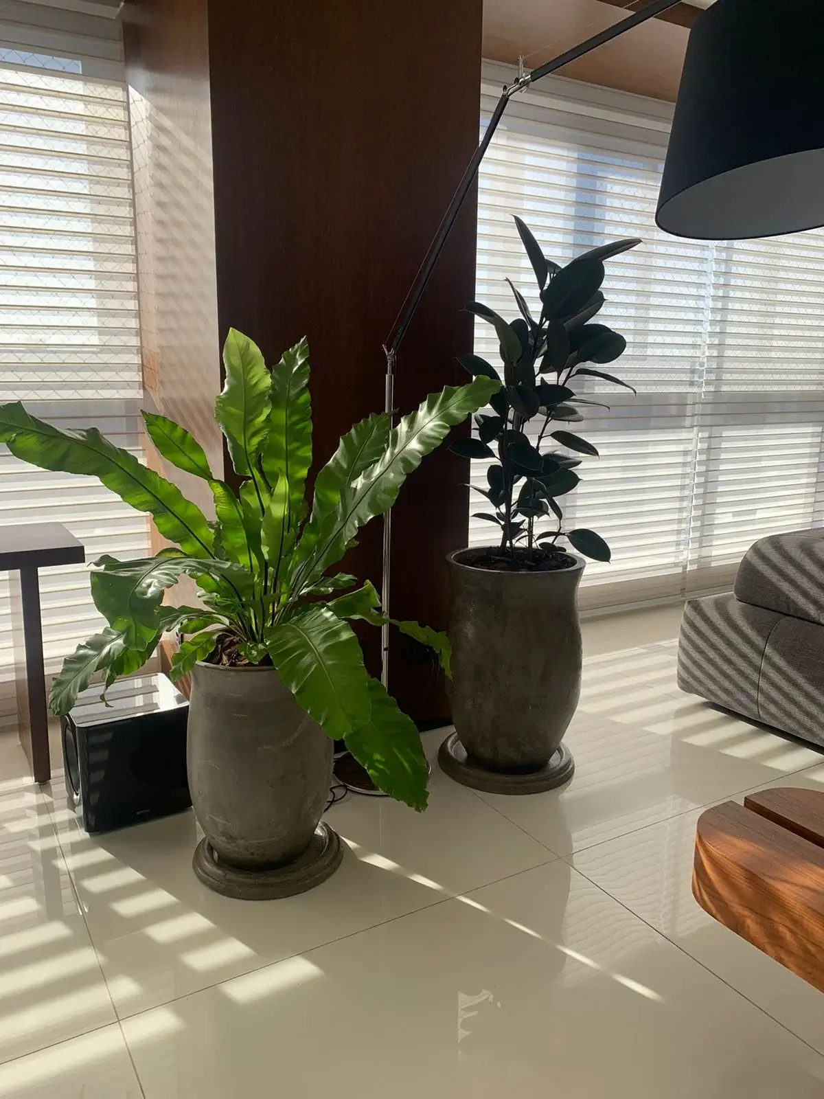 Composição harmoniosa de vasos e plantas