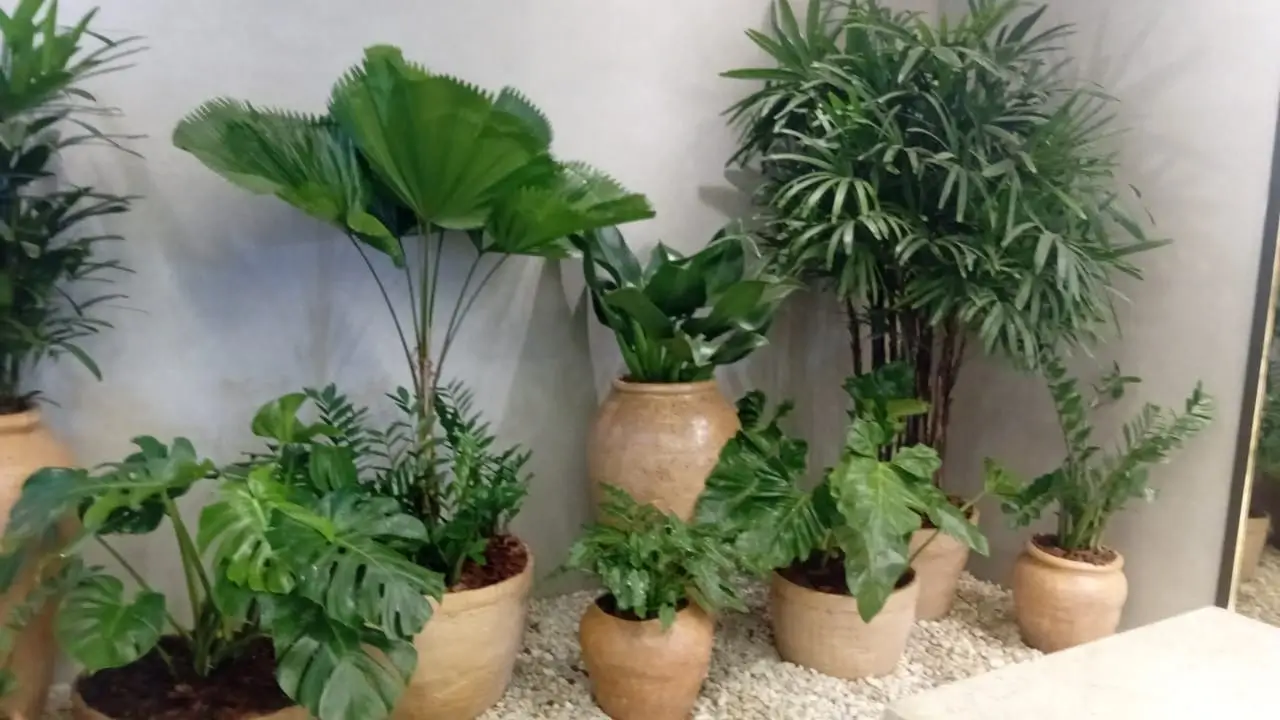 Composição de vasos para ambiente moderno e contemporâneo