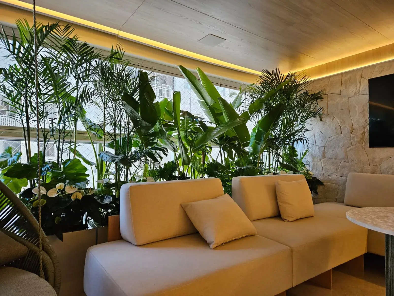 Fileira de palmeiras monstera sobre seixos